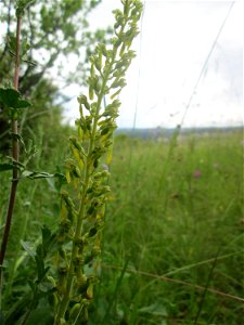 Großes Zweiblatt (Neottia ovata) im Naturschutzgebiet „Birzberg, Honigsack/Kappelberghang“