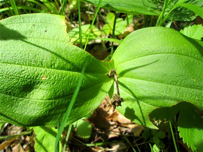 Grundblätter vom Großen Zweiblatt (Neottia ovata) im Naturschutzgebiet „Birzberg, Honigsack/Kappelberghang“