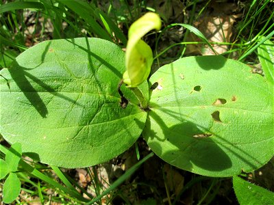 Grundblätter vom Großen Zweiblatt (Neottia ovata) im Naturschutzgebiet „Birzberg, Honigsack/Kappelberghang“