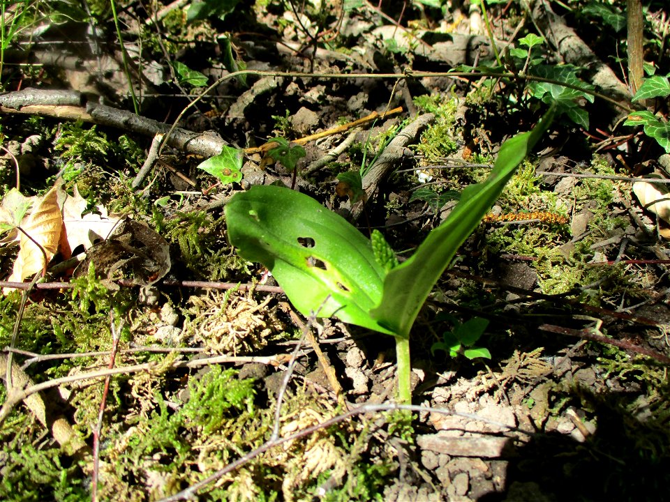 Großes Zweiblatt (Neottia ovata) im Naturschutzgebiet „St. Arnualer Wiesen“
