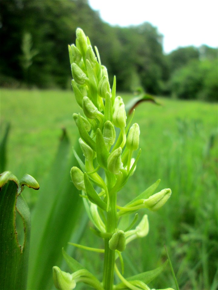 Grünliche Waldhyazinthe (Platanthera chlorantha) im Naturschutzgebiet „Wusterhang“ oberhalb von Fechingen