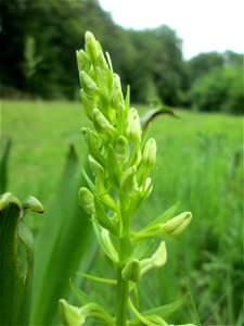 Grünliche Waldhyazinthe (Platanthera chlorantha) im Naturschutzgebiet „Wusterhang“ oberhalb von Fechingen