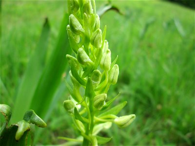 Grünliche Waldhyazinthe (Platanthera chlorantha) im Naturschutzgebiet „Wusterhang“ oberhalb von Fechingen