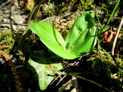 Großes Zweiblatt (Neottia ovata) im Naturschutzgebiet „St. Arnualer Wiesen“