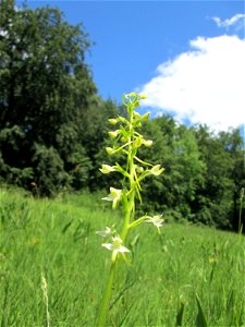 Grünliche Waldhyazinthe (Platanthera chlorantha) im Naturschutzgebiet „Wusterhang“ oberhalb von Fechingen, gegenwärtig an diesem Standort häufig vorkommend