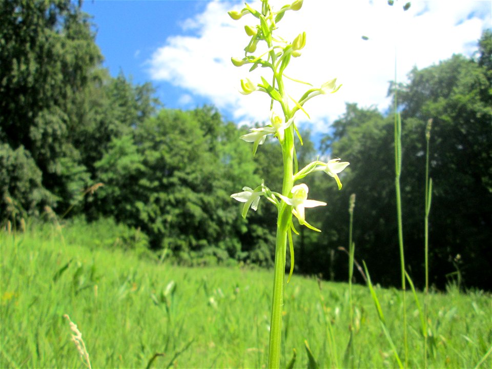 Grünliche Waldhyazinthe (Platanthera chlorantha) im Naturschutzgebiet „Wusterhang“ oberhalb von Fechingen, gegenwärtig an diesem Standort häufig vorkommend
