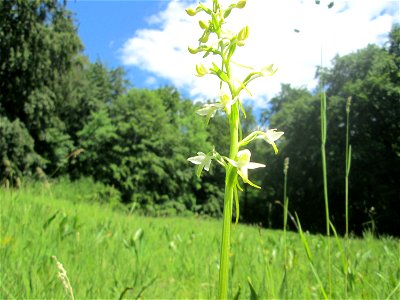 Grünliche Waldhyazinthe (Platanthera chlorantha) im Naturschutzgebiet „Wusterhang“ oberhalb von Fechingen, gegenwärtig an diesem Standort häufig vorkommend