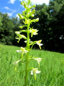 Grünliche Waldhyazinthe (Platanthera chlorantha) im Naturschutzgebiet „Wusterhang“ oberhalb von Fechingen, gegenwärtig an diesem Standort häufig vorkommend