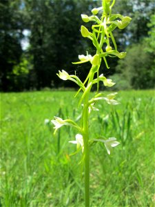 Grünliche Waldhyazinthe (Platanthera chlorantha) im Naturschutzgebiet „Wusterhang“ oberhalb von Fechingen, gegenwärtig an diesem Standort häufig vorkommend