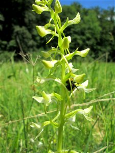 Grünliche Waldhyazinthe (Platanthera chlorantha) im Naturschutzgebiet „Wusterhang“ oberhalb von Fechingen, gegenwärtig an diesem Standort häufig vorkommend