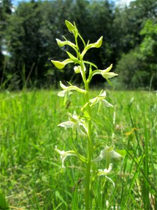 Grünliche Waldhyazinthe (Platanthera chlorantha) im Naturschutzgebiet „Wusterhang“ oberhalb von Fechingen, gegenwärtig an diesem Standort häufig vorkommend