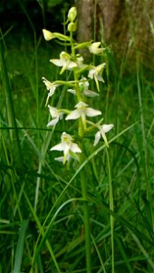 Platanthera chlorantha, Romeleåsen, Skåne, Sweden