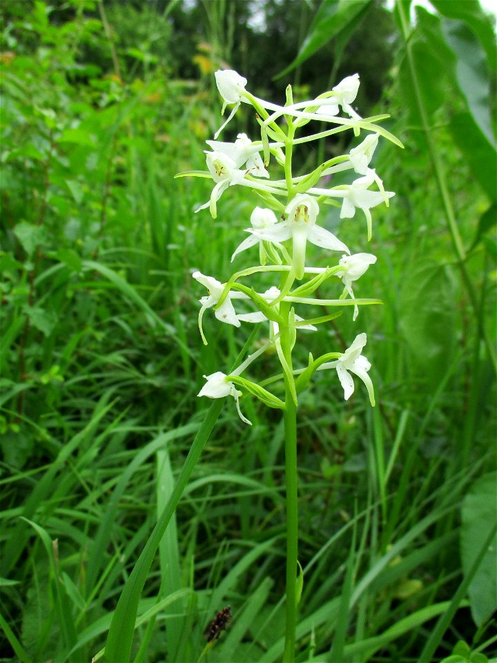 Bastard-Waldhyazinthe (Platanthera × hybrida) im Naturschutzgebiet Südlicher Bliesgau/Auf der Lohe bei Gersheim