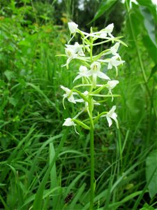Bastard-Waldhyazinthe (Platanthera × hybrida) im Naturschutzgebiet Südlicher Bliesgau/Auf der Lohe bei Gersheim