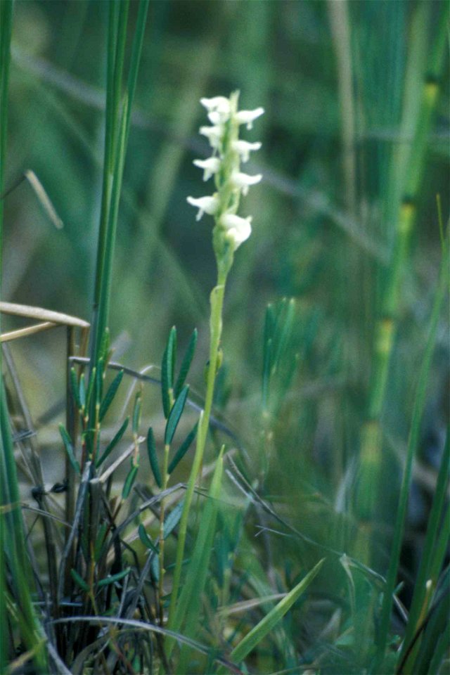 Image title: Alaska wildflower
Image from Public domain images website, http://www.public-domain-image.com/full-image/flora-plants-public-domain-images-pictures/flowers-public-domain-images-pictures/w