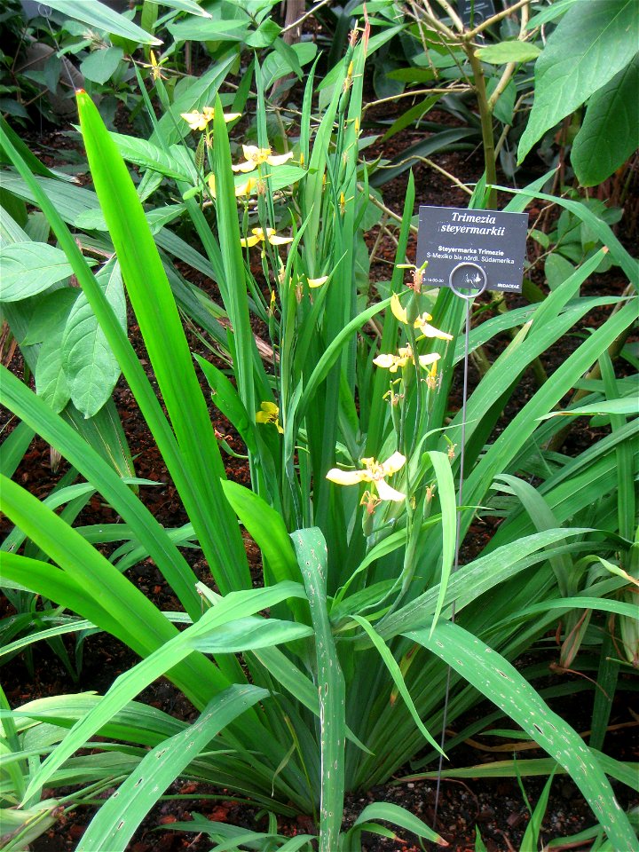 Trimezia steyermarkii specimen in the Botanischer Garten, Berlin-Dahlem (Berlin Botanical Garden), Berlin, Germany.