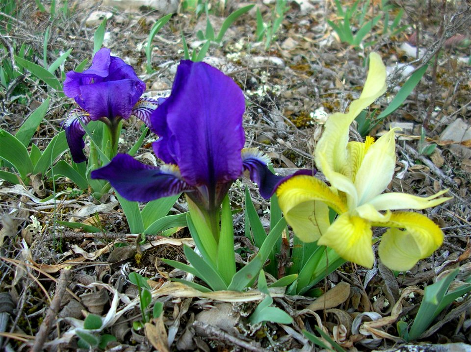 iris sauvage