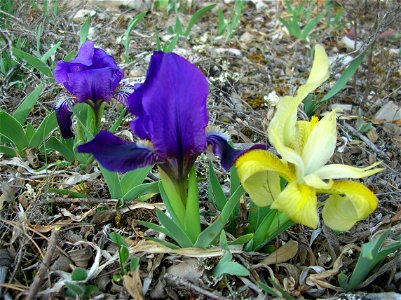 iris sauvage photo