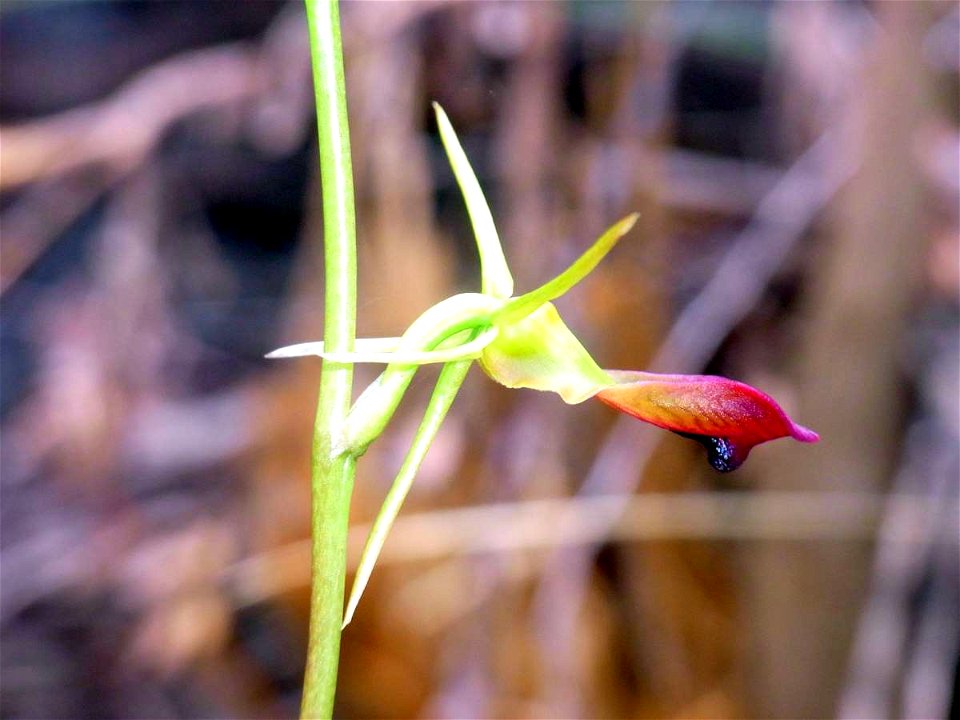 Wallaroo Track, Ku-ring-gai Chase National Park, Australia. Probably Cryptostylis subulata