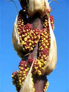 Ausschnitt aus dem Blütenstand von Dasylirion serratifolium