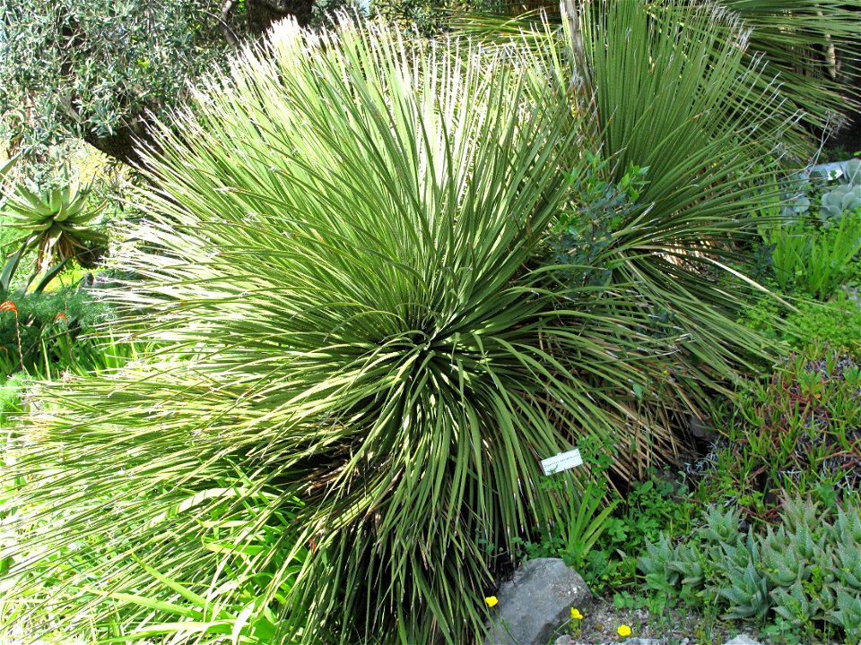 Dasylirion serratifolium in the gardens of the villa Hanbury (Ventimiglia, Italy). Identified by its botanic label.