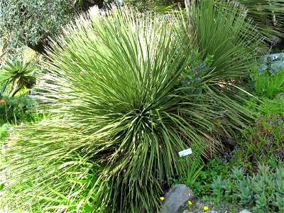 Dasylirion serratifolium in the gardens of the villa Hanbury (Ventimiglia, Italy). Identified by its botanic label.