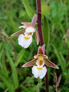 Sumpf-Stendelwurz (Epipactis palustris) im Naturschutzgebiet Birzberg