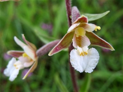 Sumpf-Stendelwurz (Epipactis palustris) im Naturschutzgebiet Birzberg
