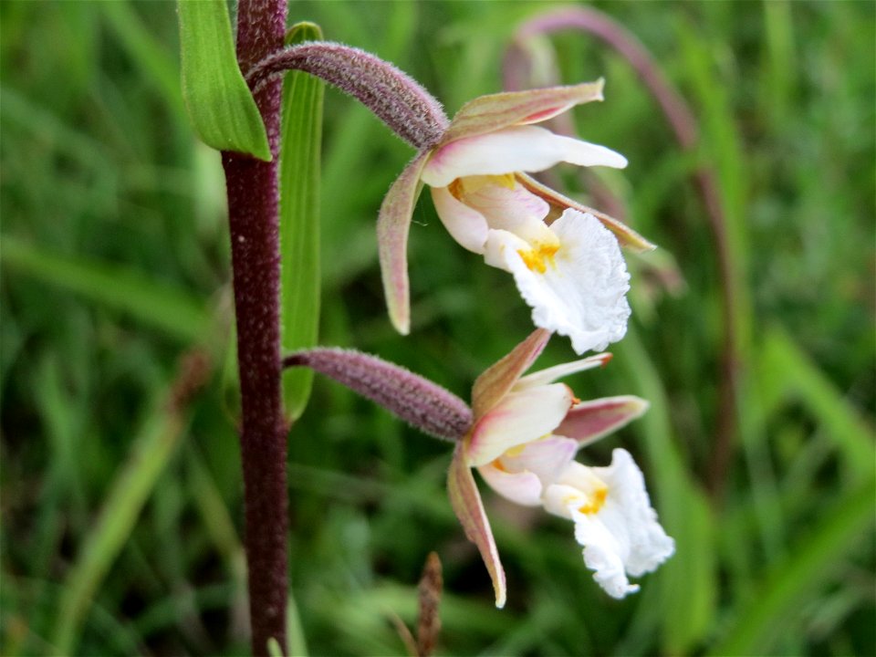 Sumpf-Stendelwurz (Epipactis palustris) im Naturschutzgebiet Birzberg