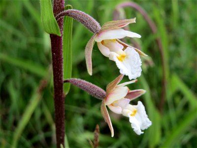 Sumpf-Stendelwurz (Epipactis palustris) im Naturschutzgebiet Birzberg
