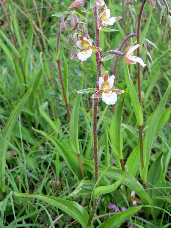 Sumpf-Stendelwurz (Epipactis palustris) im Naturschutzgebiet Birzberg