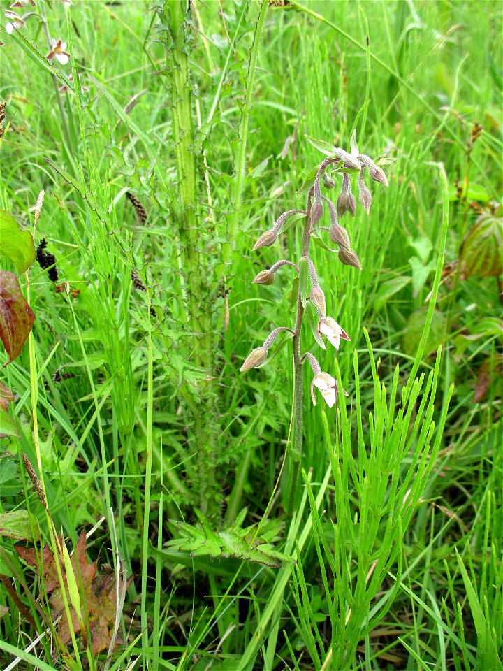 Sumpf-Stendelwurz (Epipactis palustris) an einem Kalkquellsumpf im Naturschutzgebiet Südlicher Bliesgau/Auf der Lohe bei Gersheim