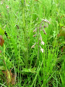 Sumpf-Stendelwurz (Epipactis palustris) an einem Kalkquellsumpf im Naturschutzgebiet Südlicher Bliesgau/Auf der Lohe bei Gersheim