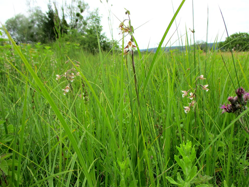 Sumpf-Stendelwurz (Epipactis palustris) an einem Kalkquellsumpf im Naturschutzgebiet Südlicher Bliesgau/Auf der Lohe bei Gersheim