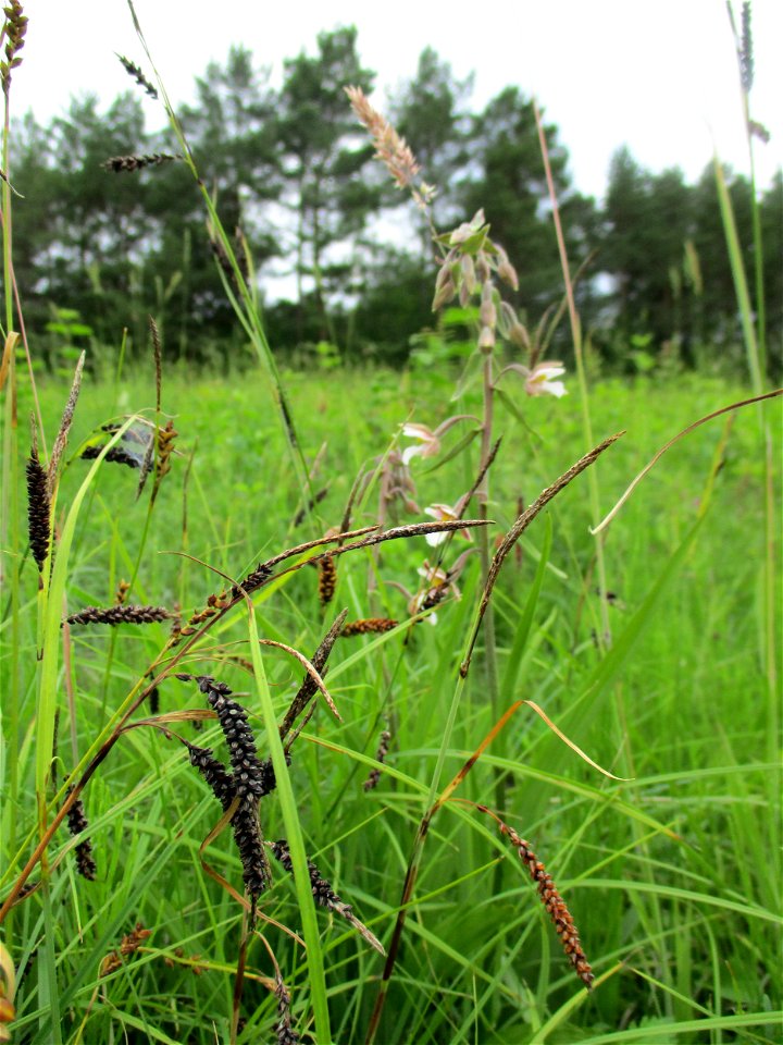 Sumpf-Stendelwurz (Epipactis palustris) an einem Kalkquellsumpf im Naturschutzgebiet Südlicher Bliesgau/Auf der Lohe bei Gersheim