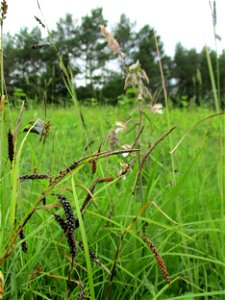 Sumpf-Stendelwurz (Epipactis palustris) an einem Kalkquellsumpf im Naturschutzgebiet Südlicher Bliesgau/Auf der Lohe bei Gersheim