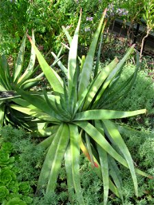 A picture of Aloe capitata.