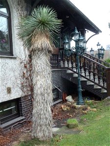 Yucca rigida, 40 Jahre altes Exemplar in Kultur