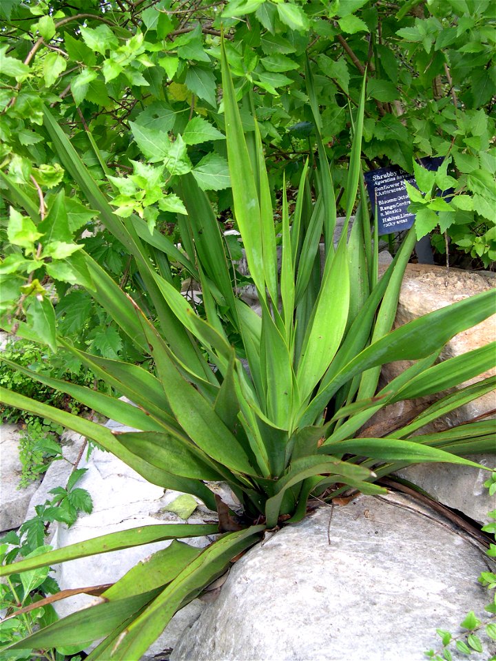 Yucca rupicola, twistleaf yucca at Laby Bird Johnson Wildflower Center