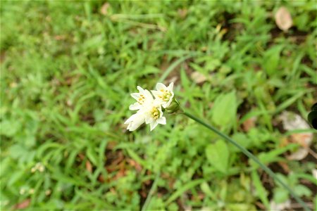 ハタケニラ [Nothoscordum gracile]