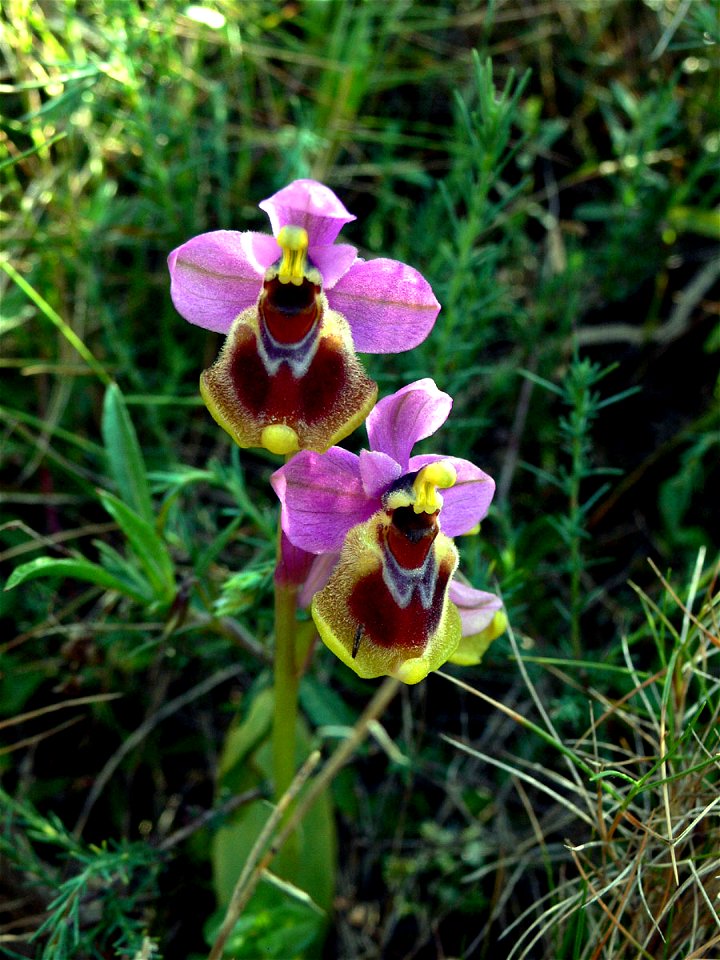 Ophrys tenthredinifera, orquídea en el Puntal del Moco (Parque Natural de la Sierra de la Muela) en Cartagena, Spain.