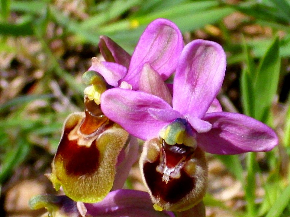 Ophrys tenthredinifera flowers close up, Sierra Madrona, Spain