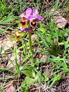 Ophrys tenthredinifera habit, Sierra Madrona, Spain