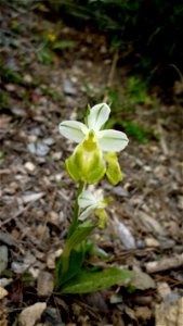 Hipochromatic Ophrys tenthredinifera. Sierra de la Muela (Cartagena, Spain).