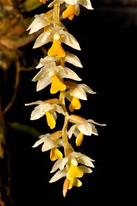 Cobb's Dendrochilum photo