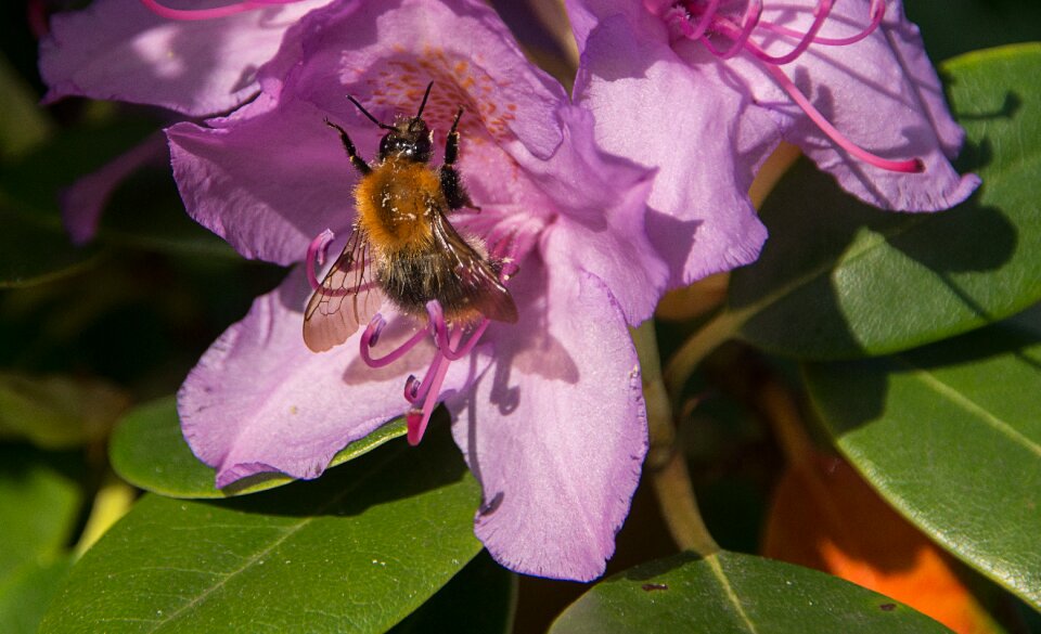 Flower garden bush