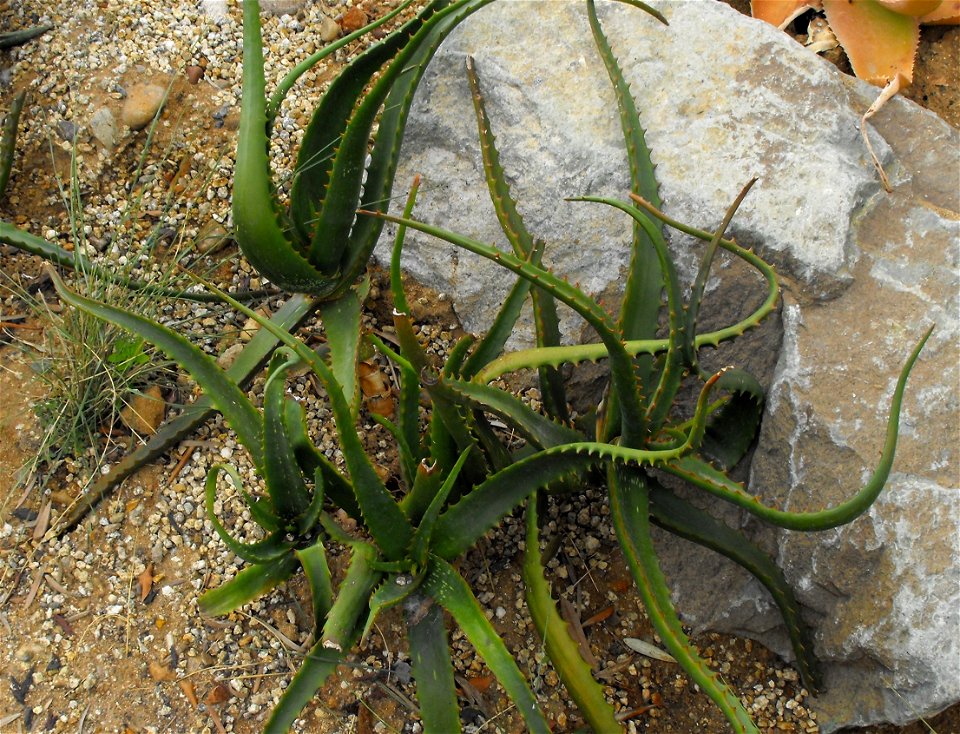 Aloe camperi at the San Diego Zoo, California, USA. Identified by sign.