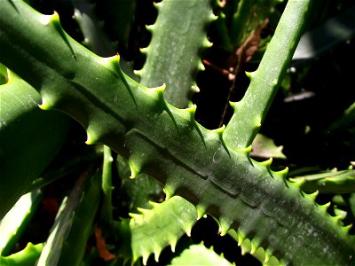 Aloe camperi at the San Diego Botanic Garden, Encinitas, California, USA. Identified by sign.