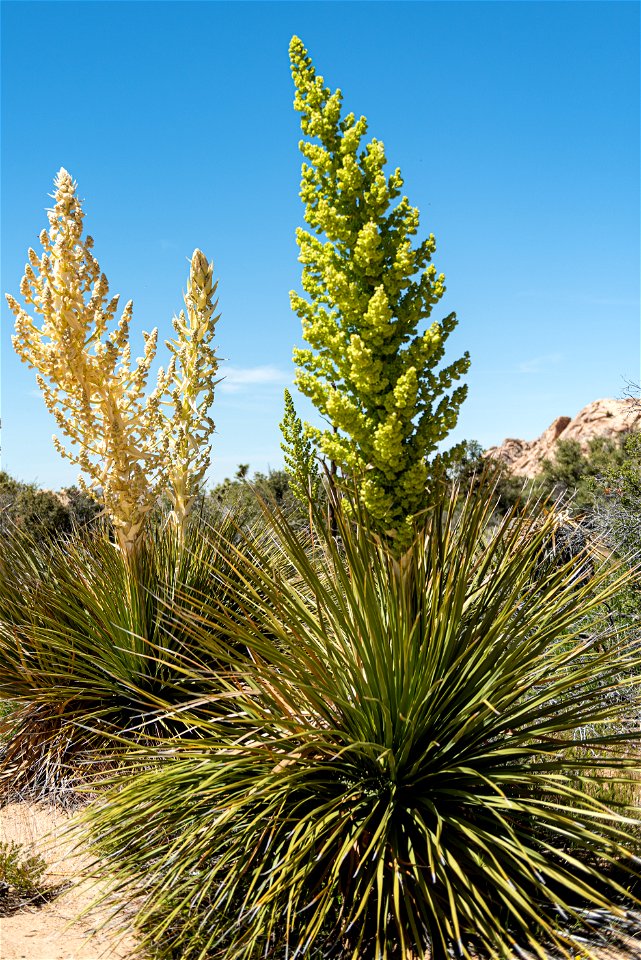 NPS / Alessandra Puig-Santana

alt text: Green and white flowers growing on top the green-blade bush of the Parry Nolina against a blue sky and boulder piles.