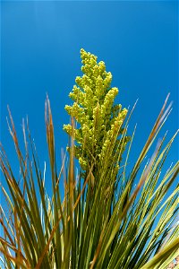 NPS / Alessandra Puig-Santana

at text: Green flower growing on top the green-blade bush of the Parry Nolina against a blue sky.